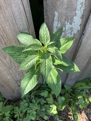 Impatiens glandulifera