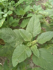 Amaranthus retroflexus