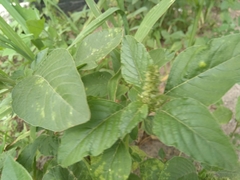 Amaranthus retroflexus