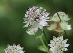Astrantia major