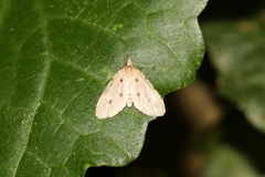 Metaemene atrigutta maculata