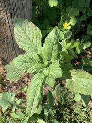 Amaranthus retroflexus