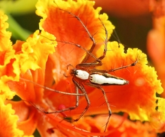 Oxyopes shweta