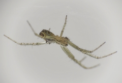 Cyrtophora cicatrosa