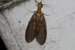 Protohermes costalis