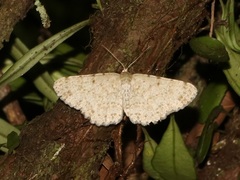 Catoria sublavaria