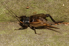 Teleogryllus occipitalis