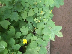 Chelidonium majus