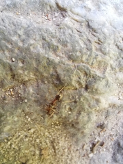 Lasiini