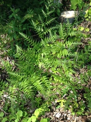 Pteridium aquilinum image