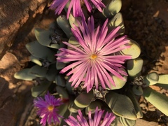 Cerochlamys pachyphylla