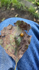 Harmonia axyridis