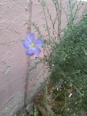 Linum