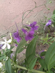Delphinium consolida