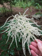 Aruncus