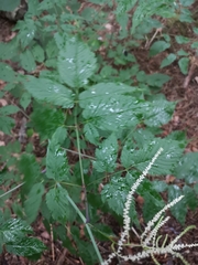Aruncus