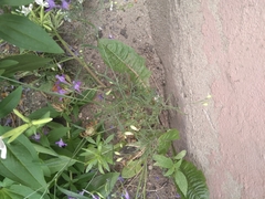 Delphinium consolida