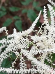 Aruncus
