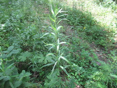 Artemisia integrifolia