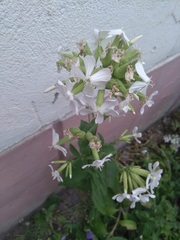 Saponaria officinalis
