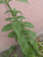 Saponaria officinalis