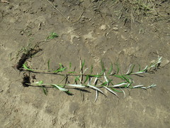 Artemisia integrifolia