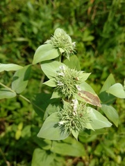 Pycnanthemum setosum