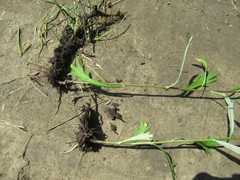 Artemisia integrifolia
