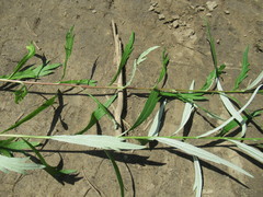 Artemisia integrifolia
