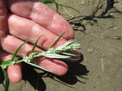 Artemisia integrifolia