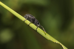 Otiorhynchus pinastri