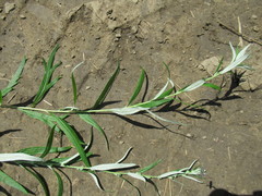 Artemisia integrifolia