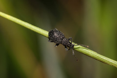 Otiorhynchus pinastri