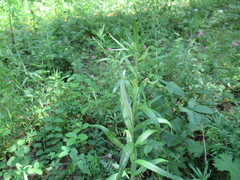 Artemisia integrifolia