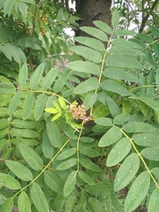 Sorbus aucuparia