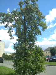 Sorbus aucuparia