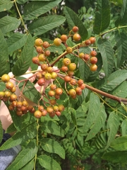 Sorbus aucuparia