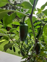 Capsicum annuum annuum