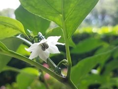 Capsicum annuum annuum