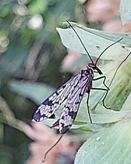 Panorpa meridionalis