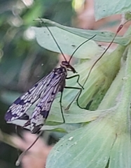 Panorpa meridionalis