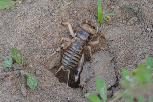 Brachytrupes membranaceus