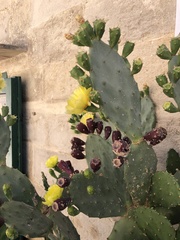 Opuntia