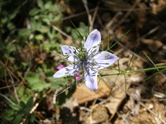 Nigella elata