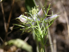 Nigella elata