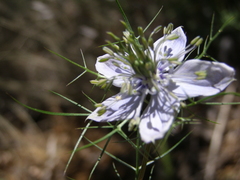 Nigella elata