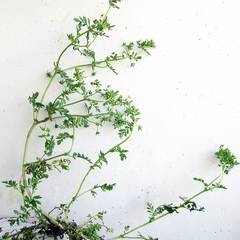Potentilla supina