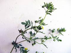 Potentilla supina