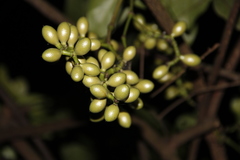 Gnetum luofuense