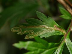 Phytomyza artemisivora